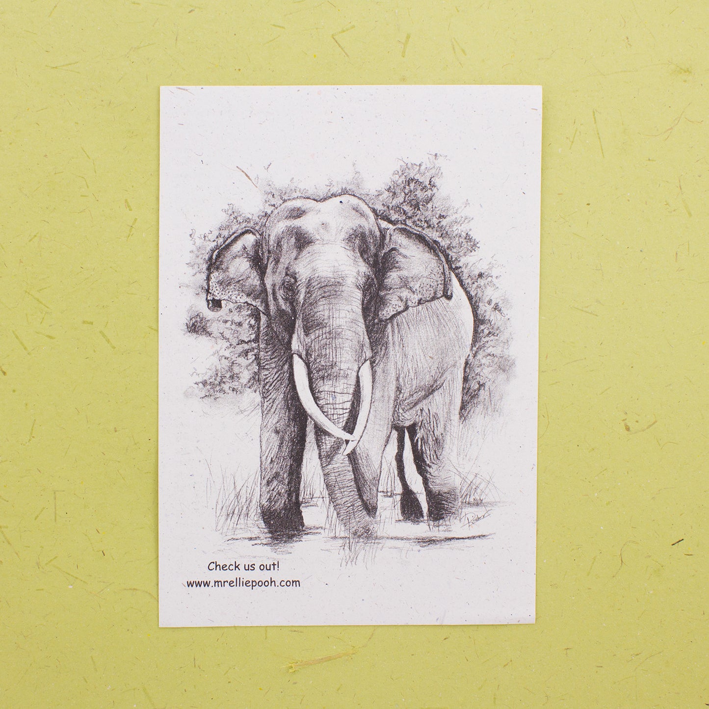 Sri Lankan Elephant Educational Pamphlets (100pc)