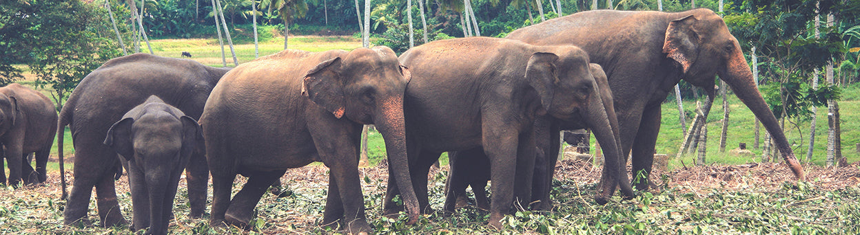 About  Mr. Ellie Pooh