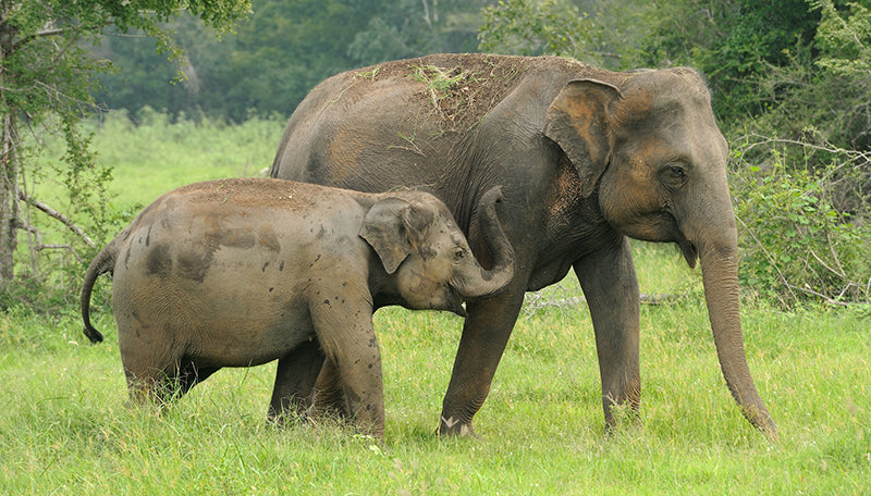 Saving Elephants